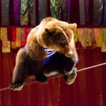 Медведи-канатоходцы или Мамба-Карамба Цирк на Фонтанке