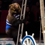 Медведи-канатоходцы или Мамба-Карамба Цирк на Фонтанке